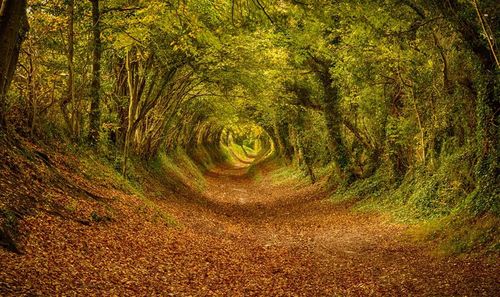 Dirt road in forest