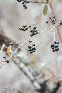 Close-up of berries growing on plant