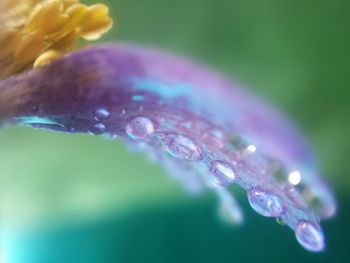 Close-up of water drops on leaf