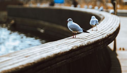 Seagull perching on wooden railing