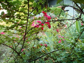 Close-up of pink flowering tree