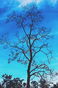 Low angle view of bare tree against blue sky