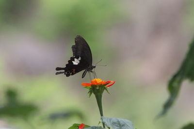 Close-up of butterfly pollinating on flower