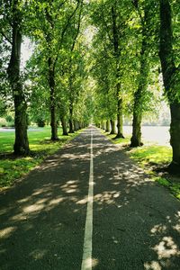 Empty road along trees