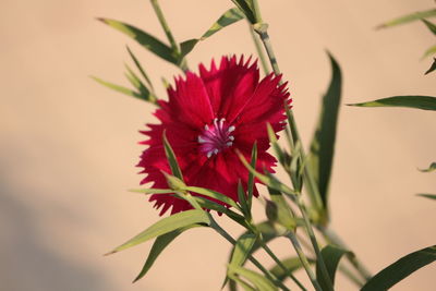 Close-up of red flower blooming outdoors