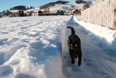 Dog on snow covered landscape