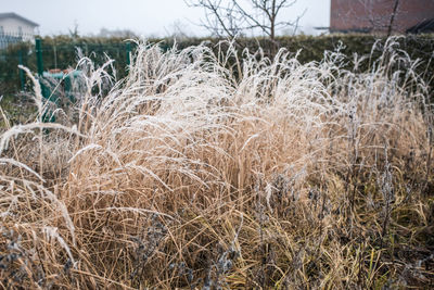 Close-up of dry plants on field against sky