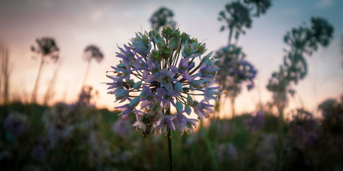 Close-up of purple flowering plant