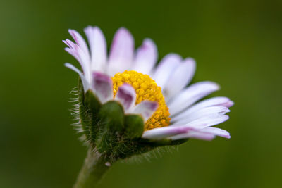 Close-up of purple flower