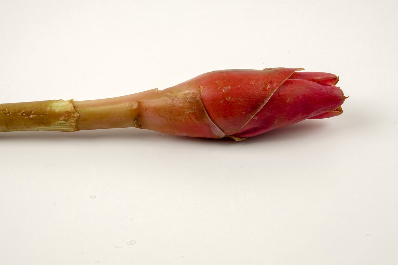 CLOSE-UP OF RED CHILI PEPPERS OVER WHITE BACKGROUND