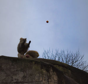 Low angle view of monkey sitting on tree against sky