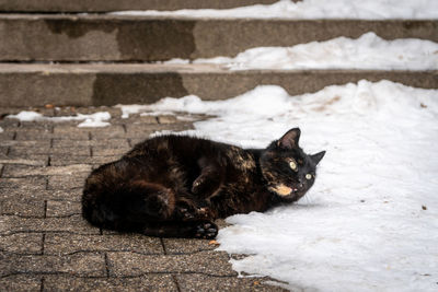 Cat relaxing on footpath