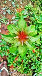 Close-up of plant