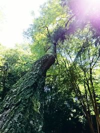 Low angle view of trees in forest against sky