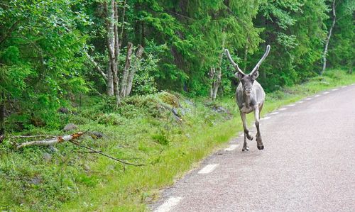 Horse by road in forest