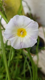 Close-up of white flower blooming outdoors