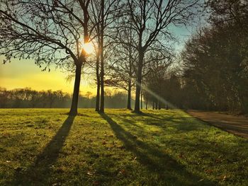 Sunlight streaming through trees on field during sunset