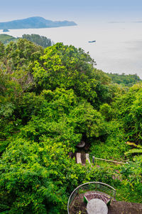 Plants by trees against sky