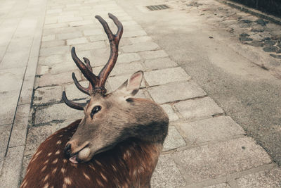 Deer in a field