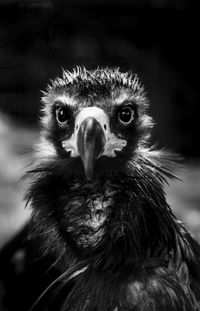 Close-up portrait of owl