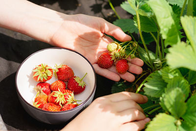 Children's hands picking strawberries in a bowl on a bed in the garden
