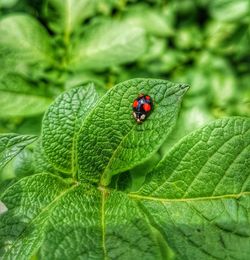 High angle view of ladybug on leaf