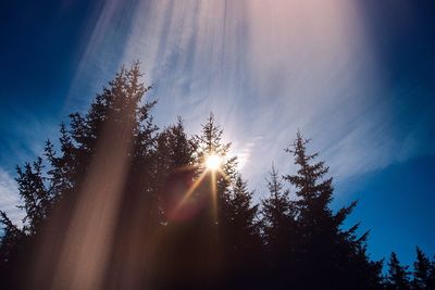 Low angle view of sunlight streaming through trees in forest