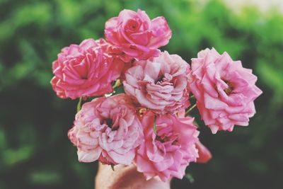 Close-up of pink roses