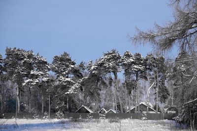 Frozen trees against clear sky during winter