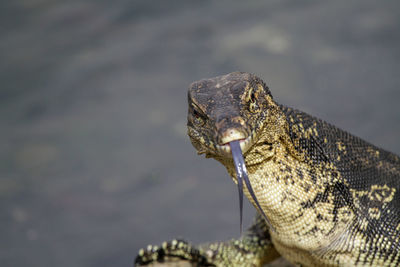 Close-up of a lizard on rock