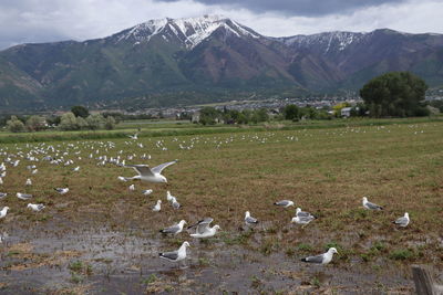 Flock of sheep on a field