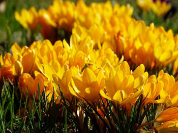 Close-up of yellow flowers blooming outdoors