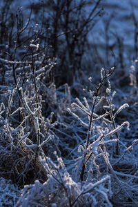 Close-up of frozen plants