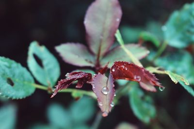 Close-up of leaves on water