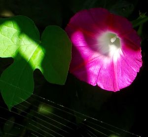 Close-up of pink flowers