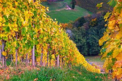 Scenic view of trees on field during autumn