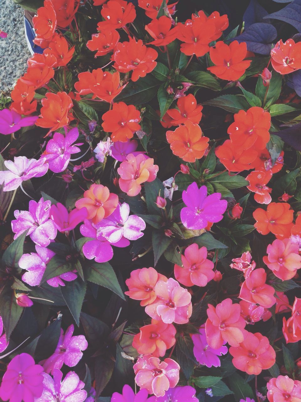 HIGH ANGLE VIEW OF PINK FLOWERS