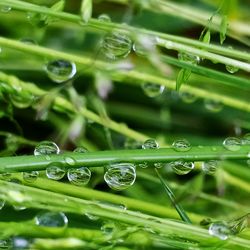 Close-up of water drops on green leaves during rainy season