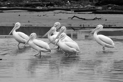 Flock of birds in lake