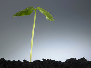 Low angle view of plant against clear sky