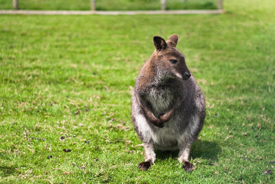 Close-up of squirrel on field