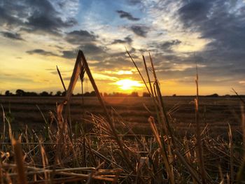 Plants growing on land against sky during sunset