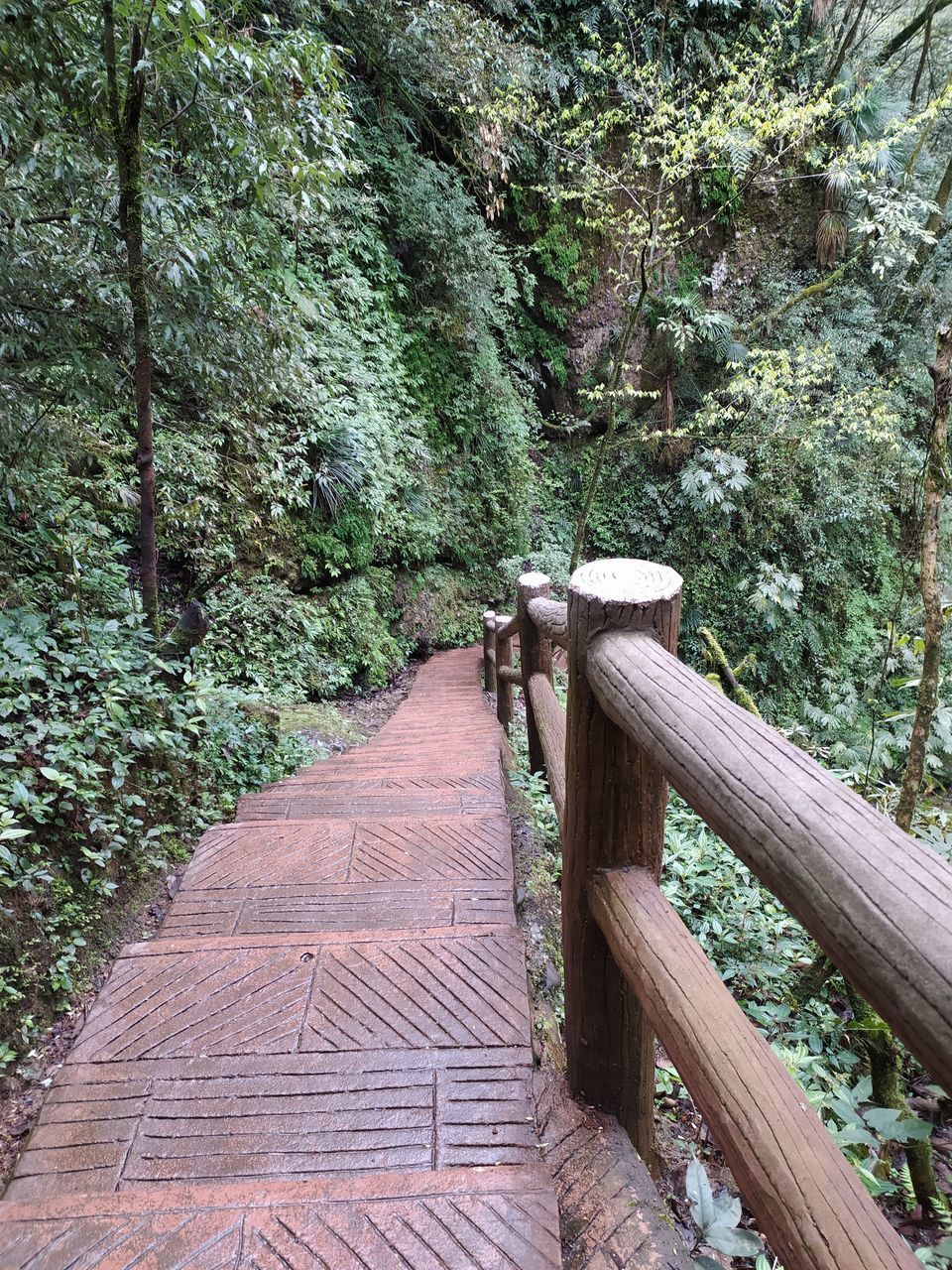 FOOTPATH LEADING TOWARDS FOREST