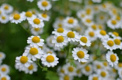 Close-up of white daisy flowers