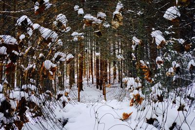 Snow covered tree
