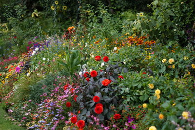 Close-up of flowers