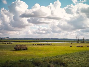 Scenic view of field against sky