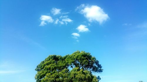 Low angle view of tree against blue sky