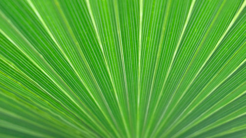 Full frame shot of palm leaf