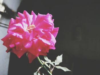 Close-up of pink flower blooming outdoors